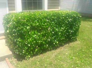 Bush Trimming by Shane MacMichael for Mahdi M. in Silver Spring, MD