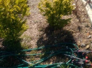 Weeding by Adams Paiz for Douglas A. in Charlotte, NC