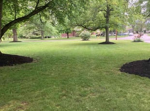 Lorraine E.'s Lawn Maintenance service result