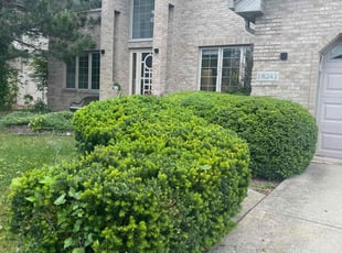 Bush Trimming by Mike Kazlauskas for Meghan G. in Tinley Park, IL