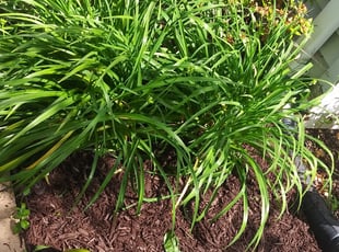 Weeding by Ronnell Leak for David O. in Washington, DC