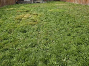Cleanups by Gordon Grylls for Terrence J. in Spanaway, WA