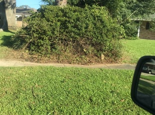 Bush Trimming by Carl George for Bridgette J. in Baton Rouge, LA