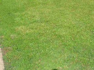 Cheryl C.'s Lawn Service service result