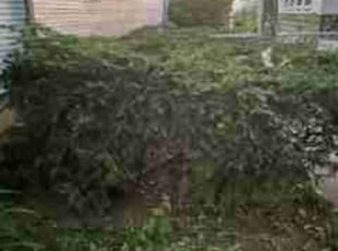 Bush Trimming by Jerome Glenn for David S. in Milwaukee, WI