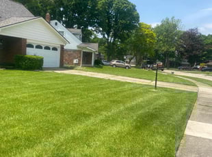 Eliza C.'s Lawn Mowing service result