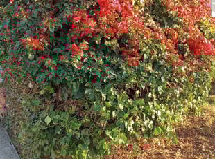 Bush Trimming by Keith Dalke for Karen H. in San Diego, CA