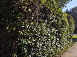 Bush Trimming by Allan Roberts for Tom I. in Bethesda, MD