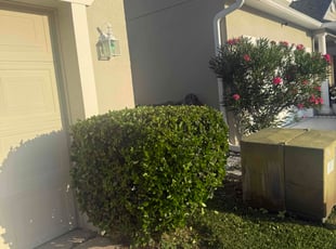 Bush Trimming by Jairo Ibero for Debbie B. in Davenport, FL