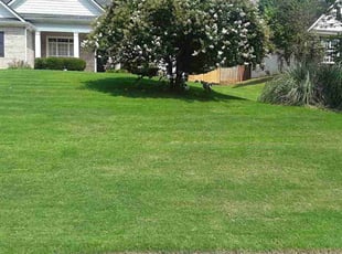 Alva W.'s Lawn Service service result