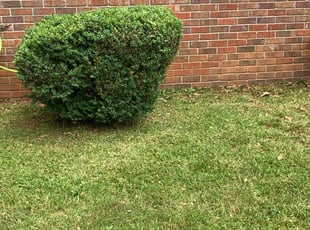 Bush Trimming by Brandon Cummings for Leslie A. in Marietta, GA