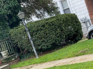 Bush Trimming by Jessica Irving for Donna T. in Baltimore, MD