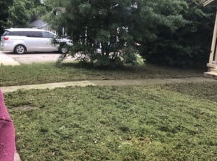 Bush Trimming by Gustavo Fuentes for Jenny L. in McKinney, TX