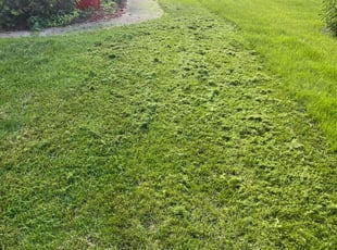 Anthony H.'s Lawn Mowing Service service result