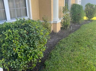 Weeding by Efrain Marrero for Serge P. in Lutz, FL