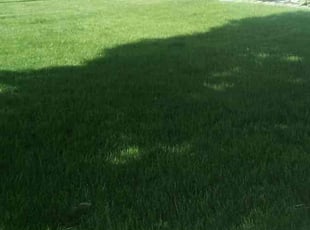 Caleb W.'s Lawn Mowing service result