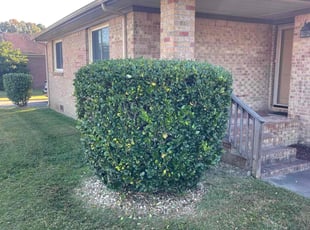 Bush Trimming by Bryan Oren for Michael F. in Chesapeake, VA