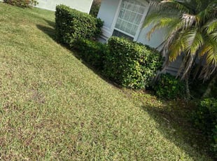 Sarah V.'s Bush Trimming service result