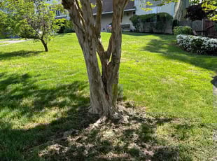 Diane W.'s Lawn Maintenance service result