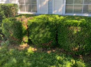 Bush Trimming by Kelsey Reed for Lynnette R. in Grove City, OH