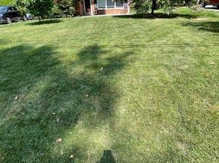 Ginny G.'s Lawn Care service result