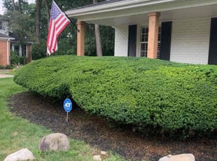 Bush Trimming by Maher Danhash for Andrew s. in Phoenix, AZ