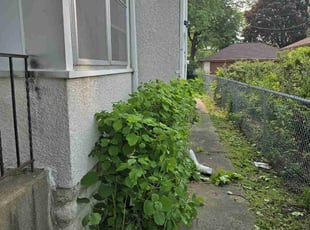 Bush Trimming by Gilles Nguimatsa for Ruqaiyyah T. in Minneapolis, MN