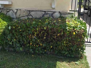 Bush Trimming by Hector Patricio for Sue A. in Glendora, CA