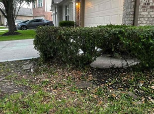 Bush Trimming by Forrest Ervin for Gretchen T. in Pearland, TX