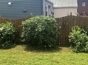 Bush Trimming by Recardo Hunter for Joseph M. in Richmond, VA