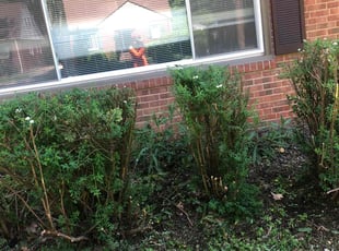 Bush Trimming by Deondre Mitchell for Angela K. in South Euclid, OH