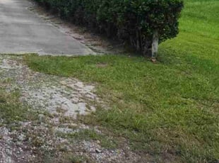 Bush Trimming by Juan Casillas for Chris B. in Orlando, FL