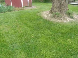 lan S.'s Yard Cutting service result