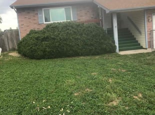 Bush Trimming by Chris Clark for Regina R. in Colorado Springs, CO