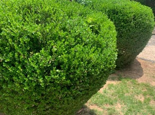 Bush Trimming by Joel Menchaca for Denise K. in Norman, OK