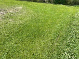 David G.'s Lawn Mowing service result
