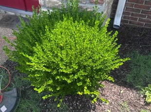Bush Trimming by Edward Waller for Wendell H. in Memphis, TN