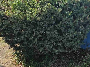 Bush Trimming by Cameron Lewis for Linda A. in Kansas City, MO