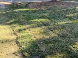 Miguel C.'s Lawn Service service result