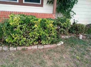 Bush Trimming by Walter Allison for Tiffany S. in Arlington, TX