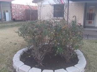 Bush Trimming by Clinton Lee for Selena C. in Fort Worth, TX