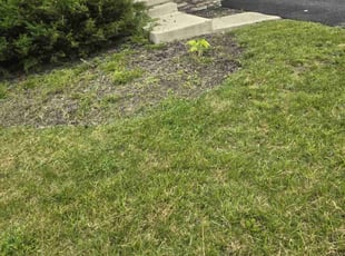 Bush Trimming by CHRISTOPHER SALYERS for KC H. in Blacklick, OH