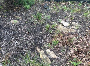 Weeding by Shawn Byers for Elliott B. in Blue Springs, MO