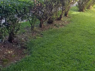 Bush Trimming by John Williams for Kimberly P. in Charlotte, NC
