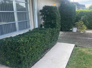 Bush Trimming by Charles Walton for Tammy A. in West Palm Beach, FL