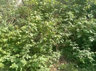 Bush Trimming by Jason Leger for Hussein M. in Minneapolis, MN
