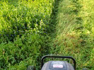 Cleanups by Luis Martinez for Kim T. in Sacramento, CA