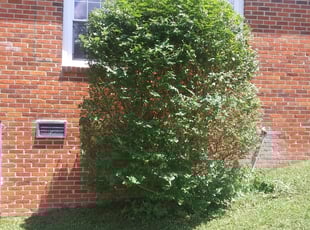 Bush Trimming by Mark Redden for Carmalita F. in Atlanta, GA