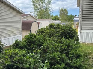Bush Trimming by Jordan Eldridge for Miranda S. in Michigan City, IN