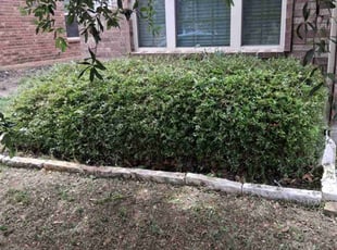Bush Trimming by Marcedes Ginn for Joseph L. in Frisco, TX